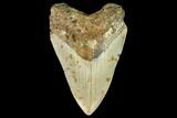 Fossil Megalodon Tooth - North Carolina #109879-1